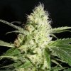 The Kush Brothers Seeds - Yellowstone 10 ks - Semená neobsahujú THC