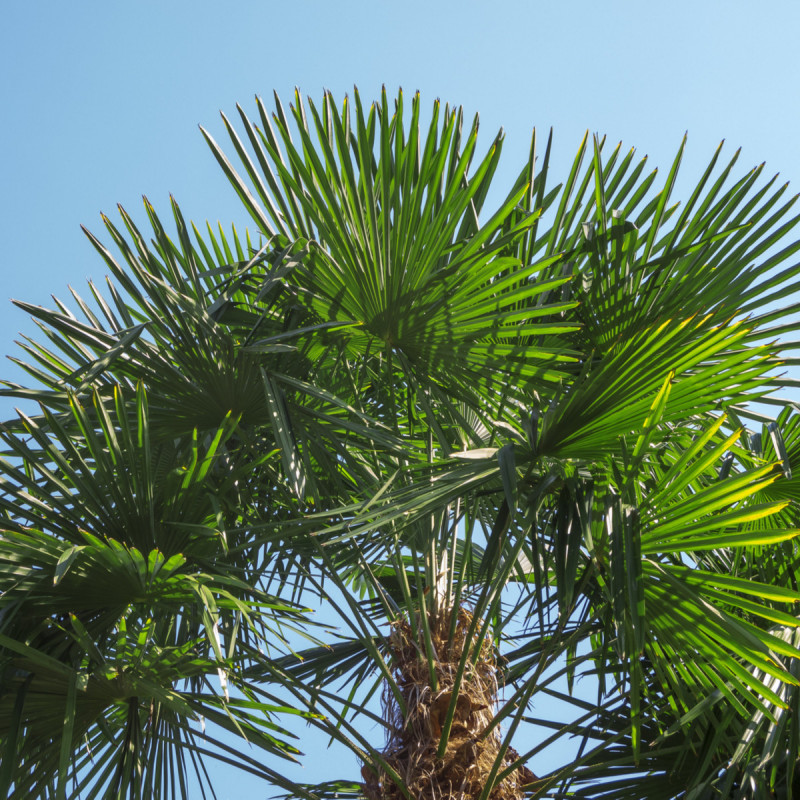 Palma konopná - Trachycarpus fortunei - semená - 2 ks od 0,79 € - Heureka.sk