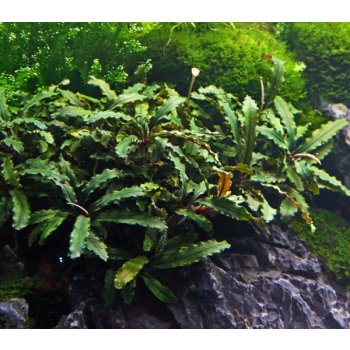 Bucephalandra Green wavy