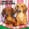 Miniature Dachshunds 2026 12 X 12 Wall Calendar