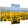 Obraz - slnečnica (Obraz 90x60cm)