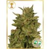 Mr. Hide Seeds - Mr. California Pearl 50 ks - Semená neobsahujú THC