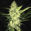 T.H. Seeds LA S.A.G.E. semena neobsahuji THC 5 ks