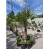 Trachycarpus fortunei v celkovej výške 220 cm s výškou kmeňa 60 cm