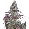Fast Buds Lemon Pie Auto neobsahuje THC 3 semena
