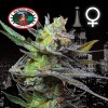 Big Buddha Seeds - King Kong 5 ks - Semienka neobsahujú THC