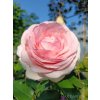 Ruža popínavá - bl.ružová - Rosa ´Andre Le Notre´- 140/200cm