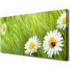Obraz na plátne Tráva sedmokrásky príroda 100x50 cm