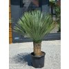 Yucca rostrata vo výške 165 cm, s výškou kmeňa 46 cm