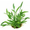 Dennerle Cryptocoryne parva