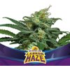 BSF Seeds - Lebron Haze XXL Auto 100 ks - Semienka neobsahujú THC