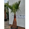 Washingtonia filibusta s hladkým kmeňom s výškou kmeňa 103 cm v celkovej výške 250 cm