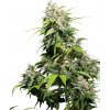 Sensi Seeds Cannabis Seeds California Indica® Regular, 10 ks