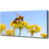 Foto obraz na plátne Včela na kvetine 100x50 cm
