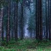 Enchanted Forest - vôňa do sviečky (Kúzelný les - vôňa do vosku)