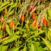 Chilli Zimbabwe Birds eye - Capsicum chinense - semená chilli - 8 ks