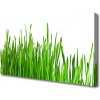 Obraz na plátne Tráva rastlina príroda 100x50 cm