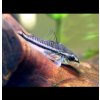 Pancierniček malý 10 ks - Corydoras pygmaeus