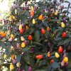 BIO Chilli Lila Luzi - Capsicum frutescens - bio semená chilli - 8 ks