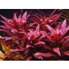 Ludwigia peruensis (Košíčková Ø 5,5 cm)