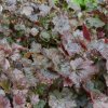 Heuchera Palace Purple - Heuchera micrantha - semená heuchery - 20 ks