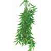 Ficus longifolia - terárijná rastlina50 cm HapPet akvaritika