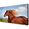 Obraz na plátne Kôň zvieratá 100x50 cm