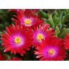 Poludňovka Jewel of Desert Garnet - Delosperma, kont. 0,5 l