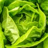 Šalát hlávkový Smaragd - Lactuca sativa - osivo šalátu - 400 ks