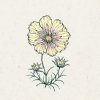 Jora Dahl Cosmos bipinnatus 