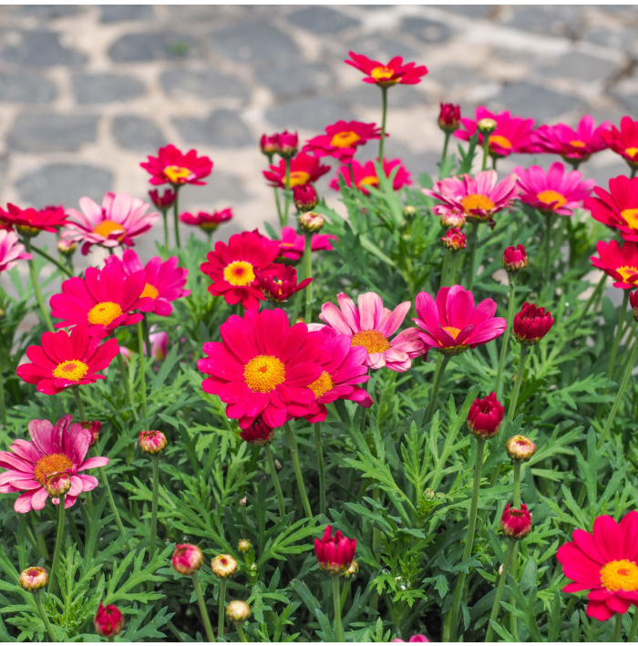 Margaréta Robinson ružová zmes - Tanacetum coccineum - semená margaréty - 100 ks