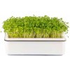 Toraf Microgreens semínka na klíčky Brokolice 10 g