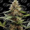 Original Sensible Seeds - Orange Ooze 1 ks - Semená neobsahujú THC