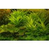 Hygrophila guyanensis / nervata (Košíčková Ø 5,5 cm)