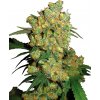 Sensi Seeds Cannabis Seeds Big Bud® Feminized, 3-25 ks 10 ks