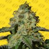 Original Sensible Seeds - Jealousy Auto 5 ks - Semená neobsahujú THC