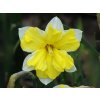 Narcis Cassata 5 ks v balení