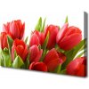 Obraz na plátne Tulipány kvety rastlina 100x50 cm