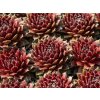 Skalnica Cassiopea - Sempervivum, kont. 0,5 l