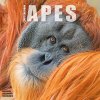 Apes, 30,5 x 30,5 30,5 x 61 cm 2026