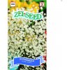 ZELSEED Gypsomilka biela trvalka