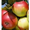 Malus domestica ´ Idared ´ podp. M26 Clt.9,5