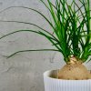 Nolina Recurvata Slonia noha