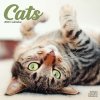 Cats, 30,5 x 30,5 30,5 x 61 cm 2026
