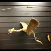 Lrg Nat Coconut Dragon Mobile 46 cm
