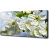 Foto obraz na plátne Kvet višne 100x50 cm