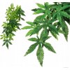 Hagen Exo Terra rostlina Abuliton malá 40 cm