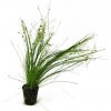 Eleocharis vivipara