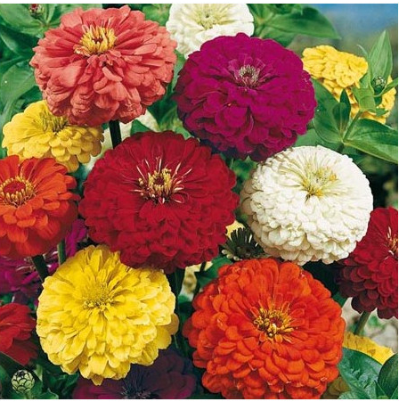 Cínia pôvabná obrovská Zmes - Zinnia elegans - semená - 50 ks