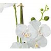 Orchidej s bílými květy, 80 cm